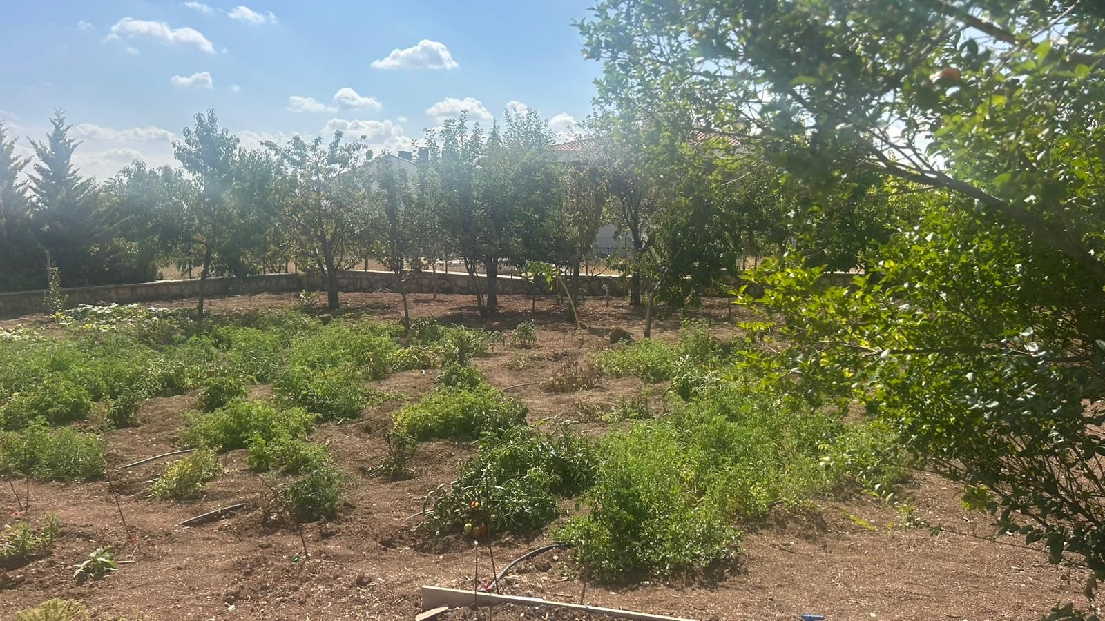 Özgür Kır'dan ağaçlar içinde villa arsası....