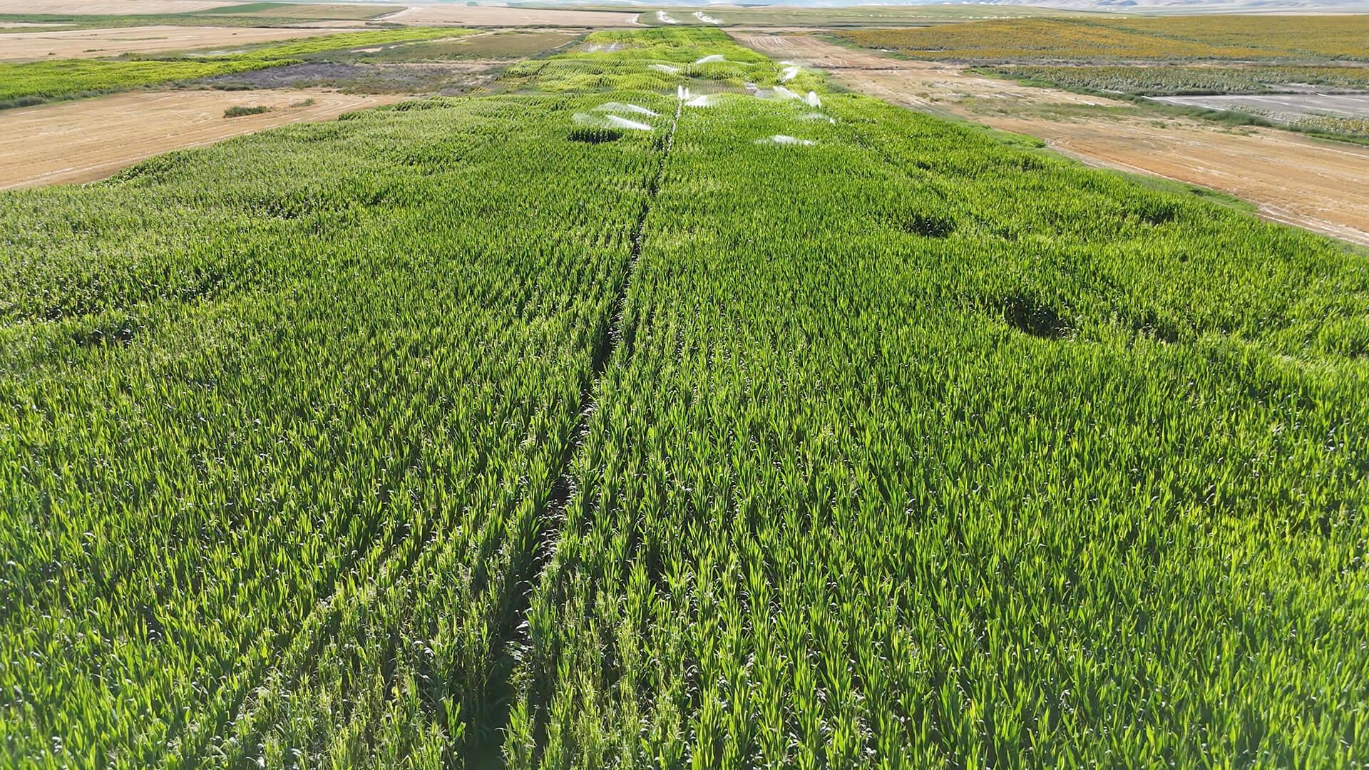 Ankara Polatlı Tarım ve Hayvancılık Tesisi ve Arazisi - 2
