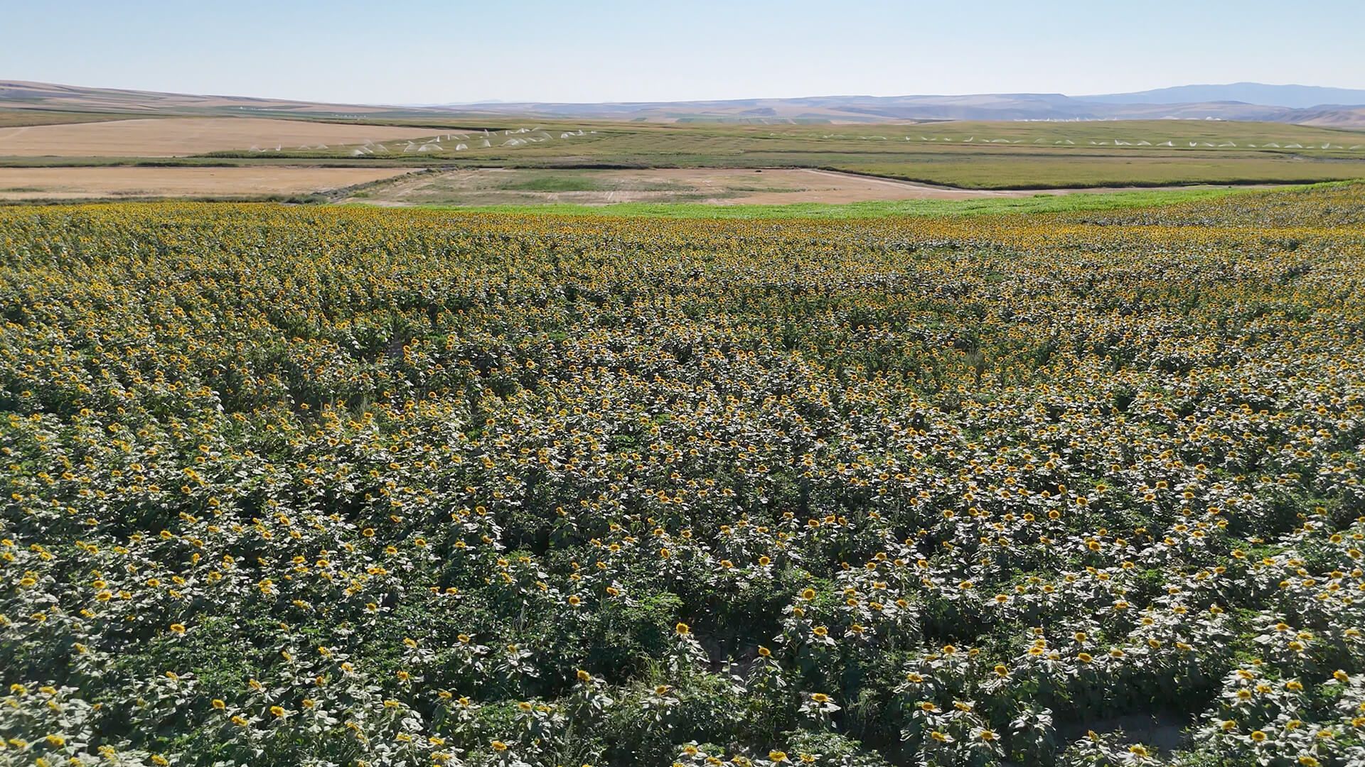 Ankara Polatlı Tarım ve Hayvancılık Tesisi ve Arazisi - 3